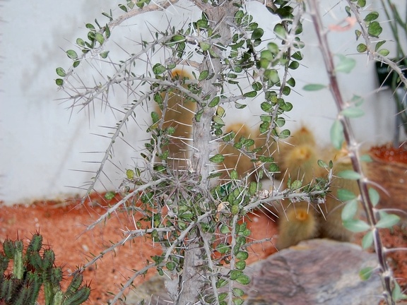 Alluaudia comosa
