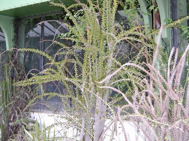 Alluaudia humbertii