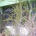 Alluaudia humbertii