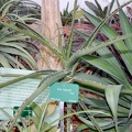 Aloe bainesii
