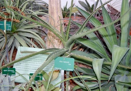 Aloe bainesii