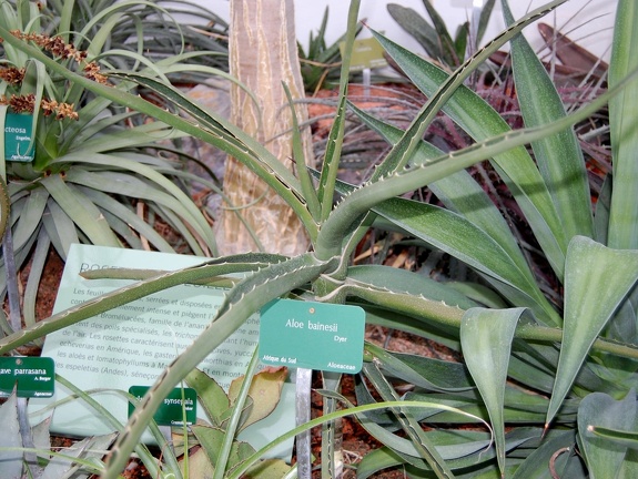 Aloe bainesii