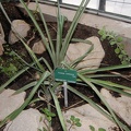 Ananas comosus