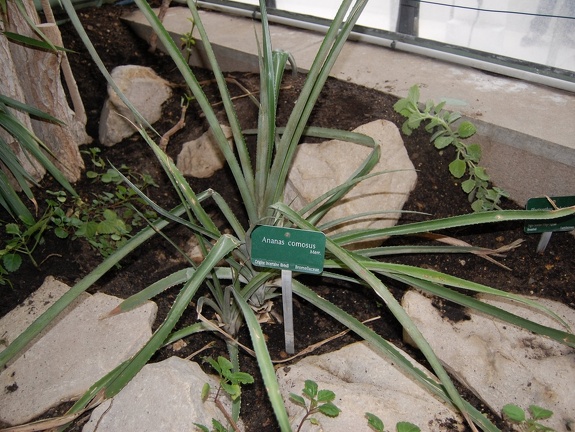 Ananas comosus