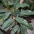 Anthurium ravenii