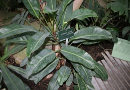 Anthurium ravenii