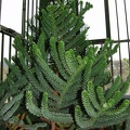 Araucaria rulei