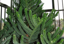 Araucaria rulei