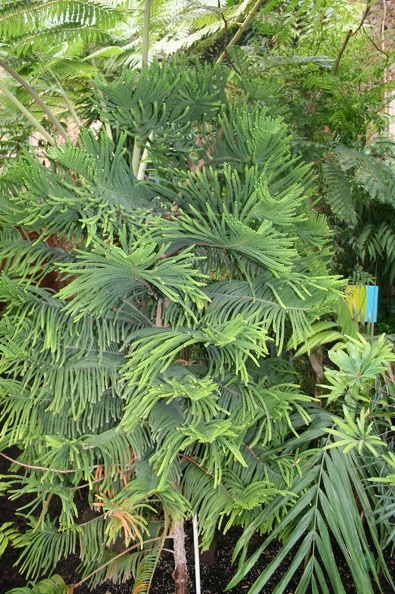 Araucaria_scopulorum.JPG