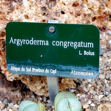 Argyroderma congregatum