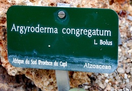 Argyroderma congregatum