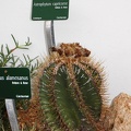 Astrophytum capricorne