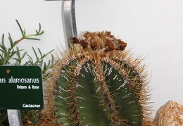 Astrophytum capricorne
