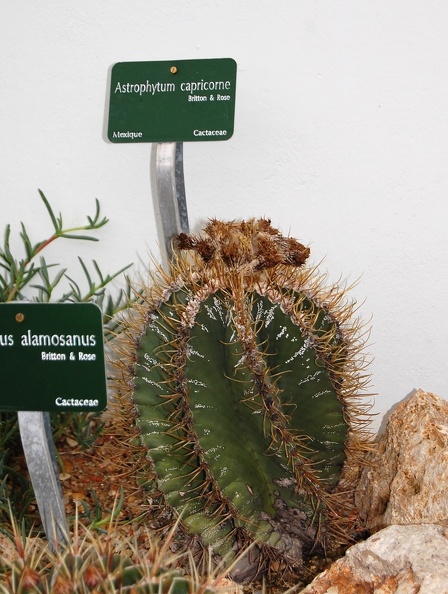 Astrophytum_capricorne.jpg