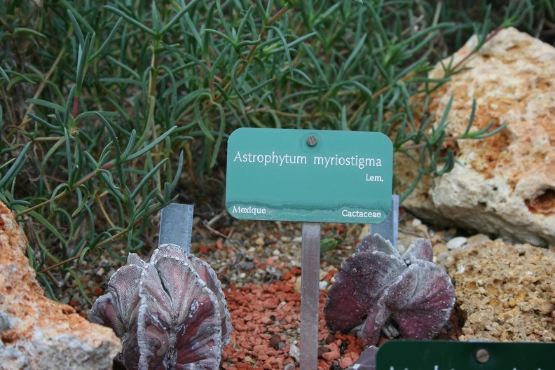 Astrophytum_myriostigma.JPG