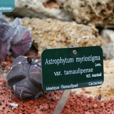 Astrophytum myriostigma v  tamaulipense