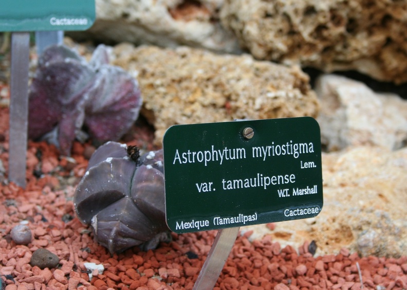 Astrophytum_myriostigma_v__tamaulipense.JPG