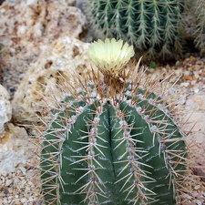 Astrophytum ornatum f spirale