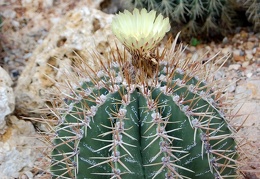 Astrophytum ornatum f spirale