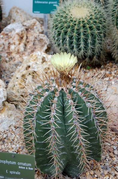 Astrophytum_ornatum_f_spirale.jpg