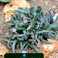 Bergeranthus multiceps