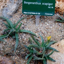 Bergeranthus scapiger