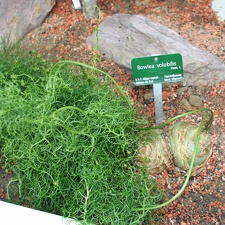 Bowiea volubilis