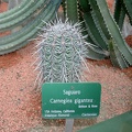 Carnegiea gigantea