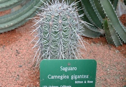 Carnegiea gigantea