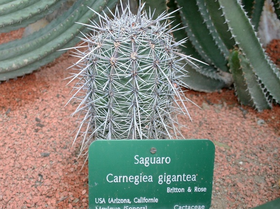 Carnegiea gigantea