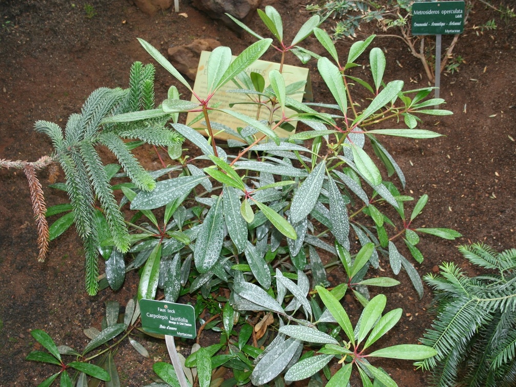 Carpolepis laurifolia