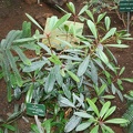 Carpolepis laurifolia