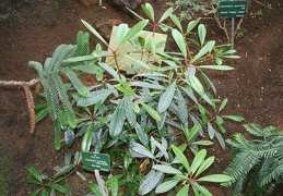 Carpolepis laurifolia