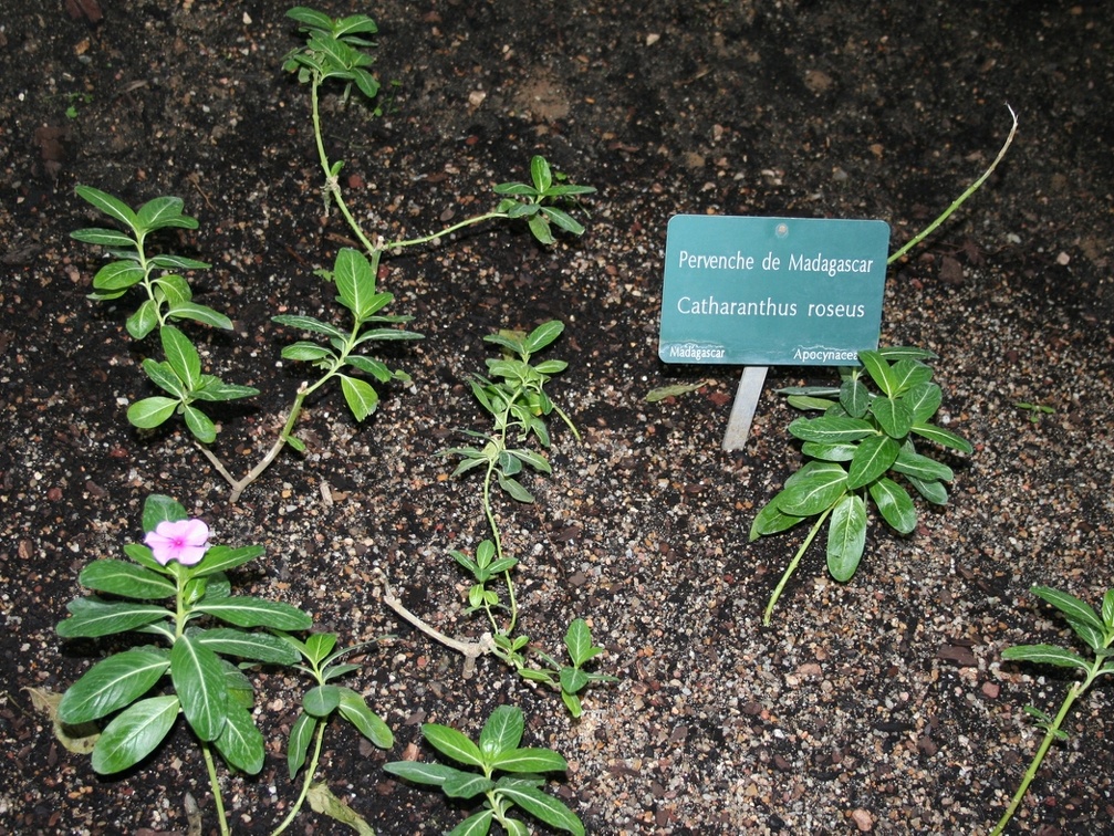 Catharanthus roseus