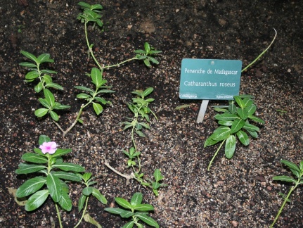 Catharanthus roseus