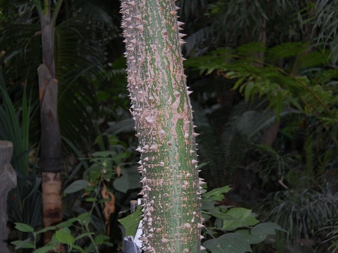 Ceiba pentandra