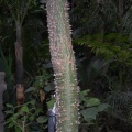 Ceiba pentandra