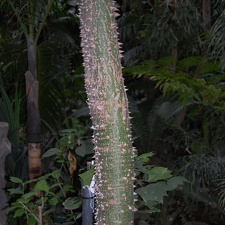 Ceiba pentandra