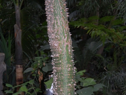 Ceiba pentandra
