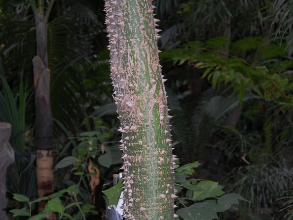 Ceiba pentandra
