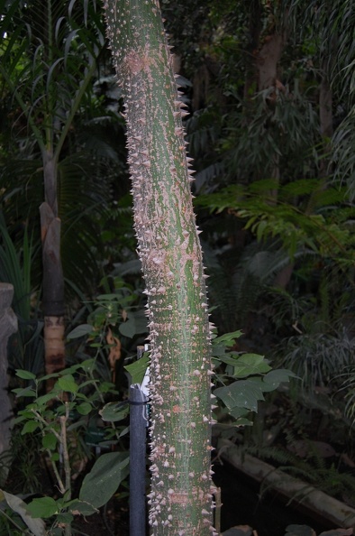 Ceiba_pentandra.jpg
