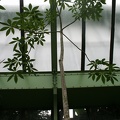 Ceiba speciosa