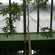Ceiba speciosa