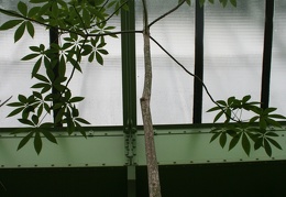 Ceiba speciosa