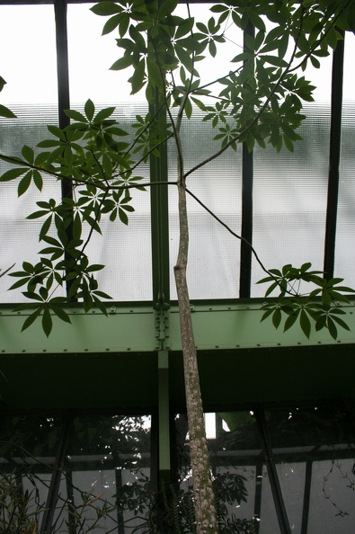 Ceiba_speciosa.JPG