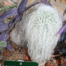 Cephalocereus senilis