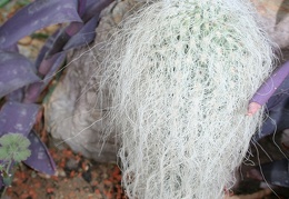 Cephalocereus senilis