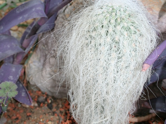 Cephalocereus senilis