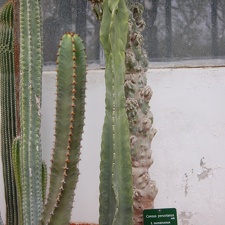 Cereus fernambucensis