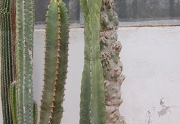 Cereus fernambucensis